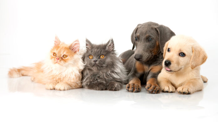 beautiful dog and cat on white