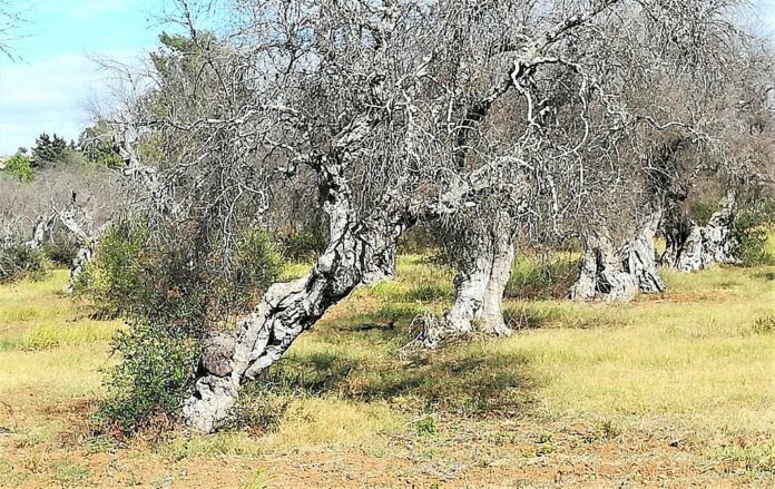 xylella